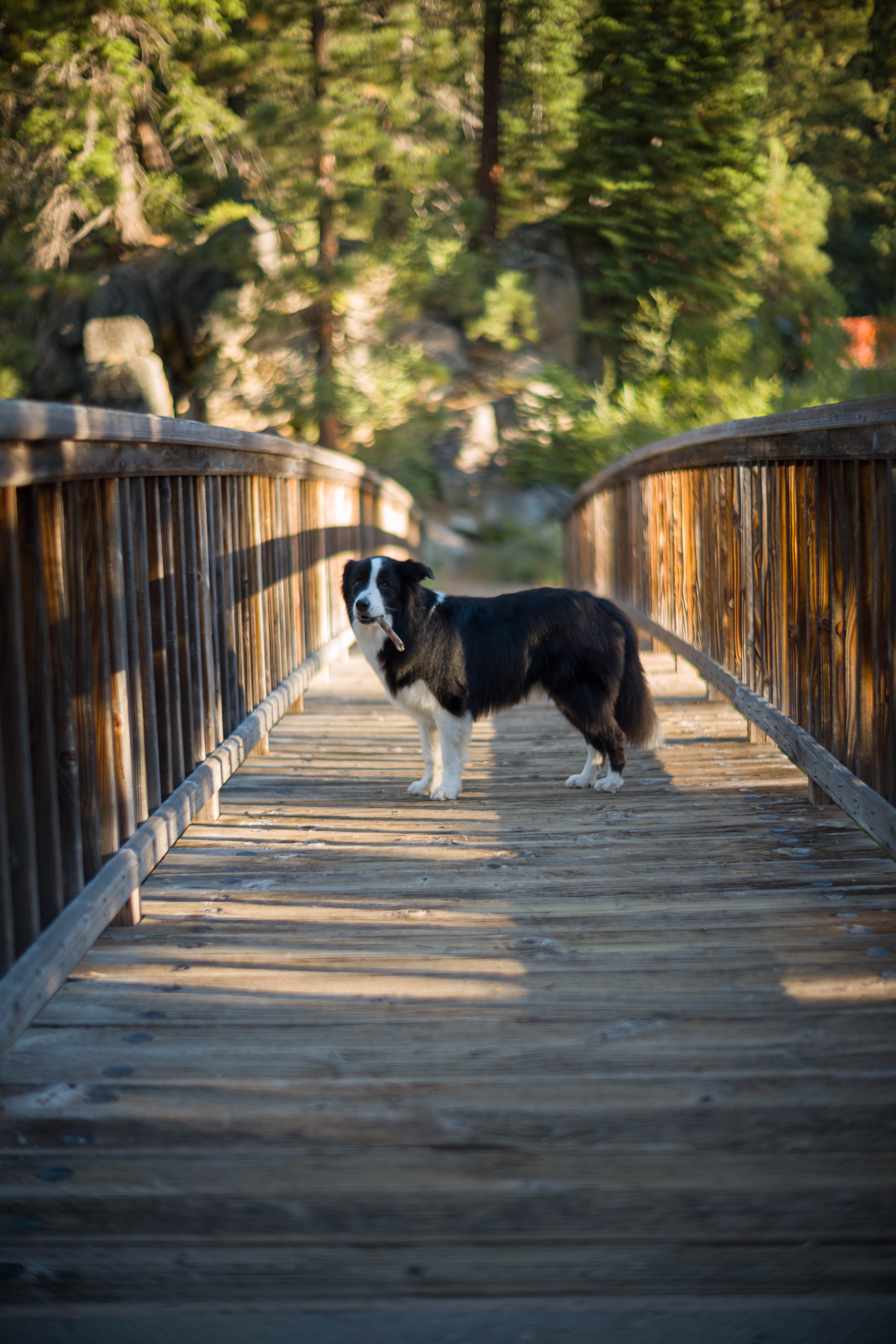 Jamie on a wooden footbridge, stick in mouth, waiting for me to catch up
