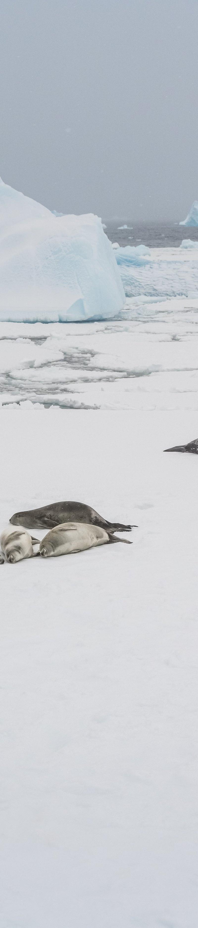 Antarctica