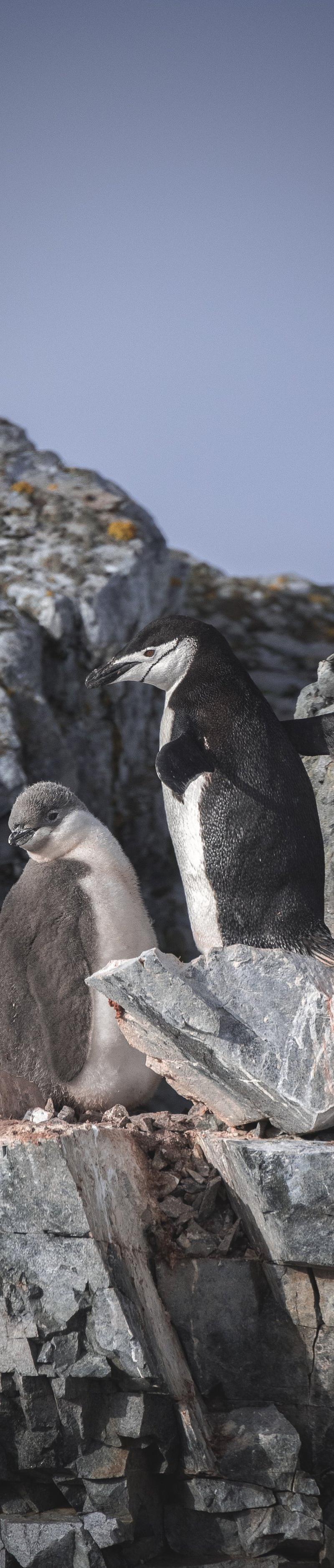 Antarctica