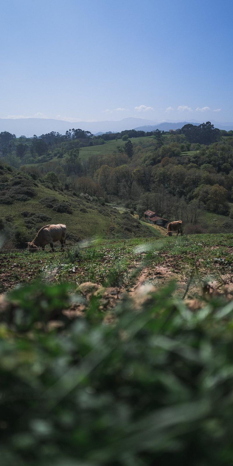 Camino del Norte