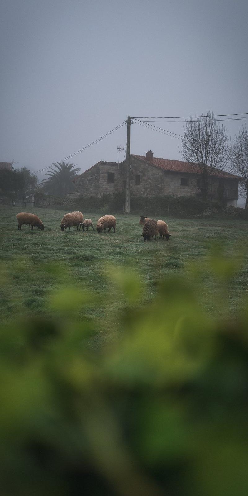 Camino del Norte
