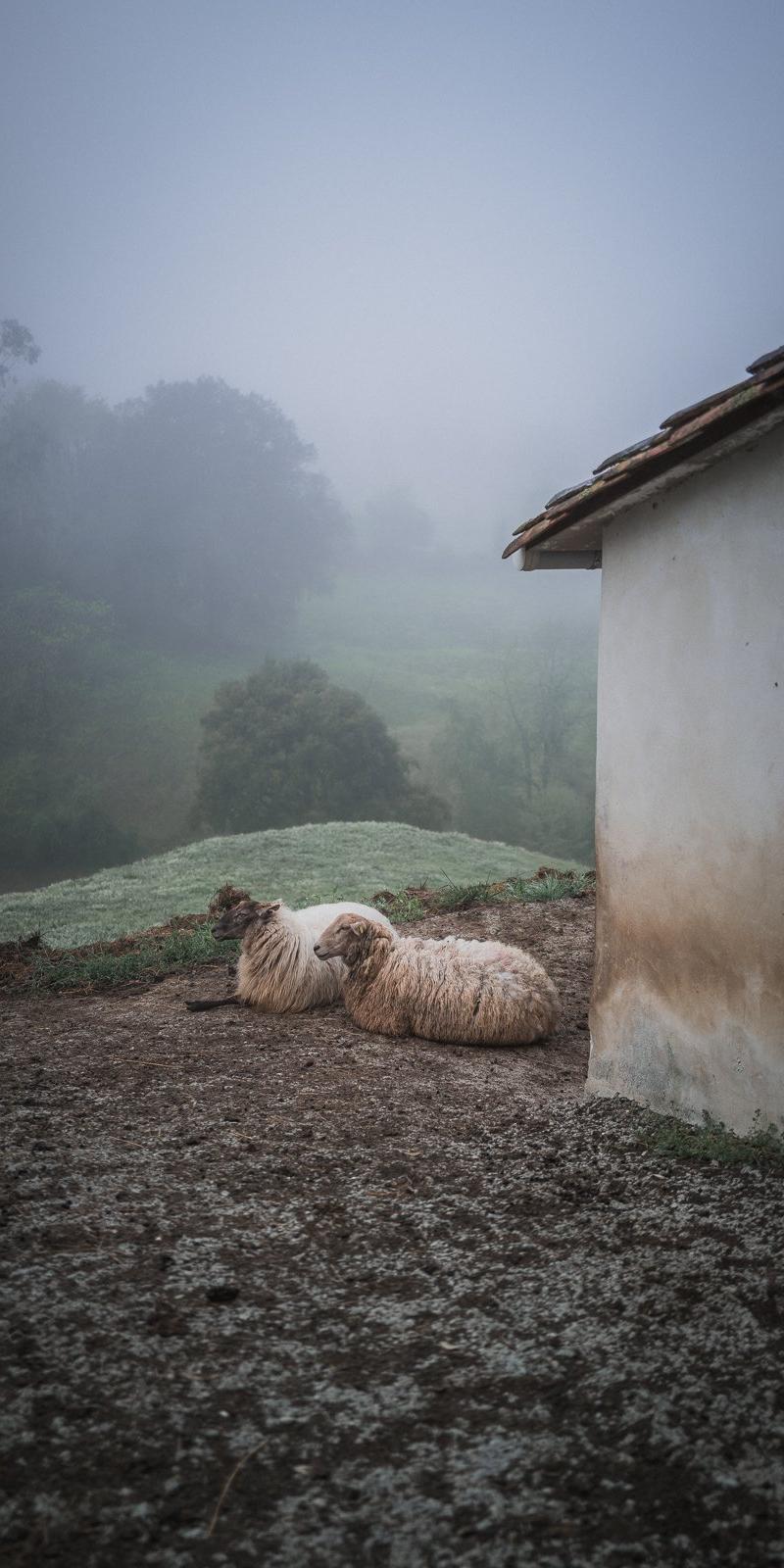 Camino del Norte
