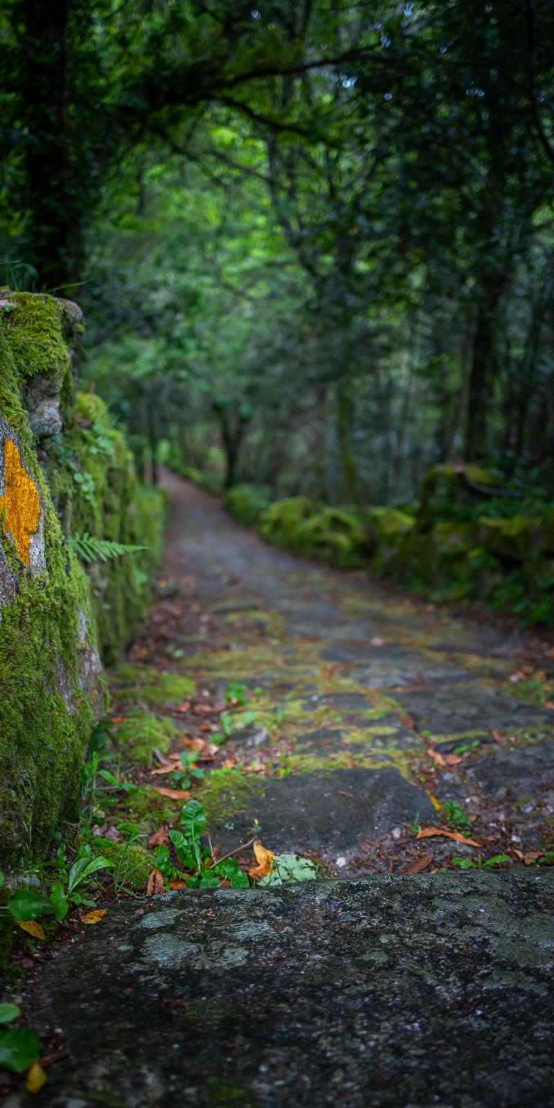 Camino Portuguese (Coastal)