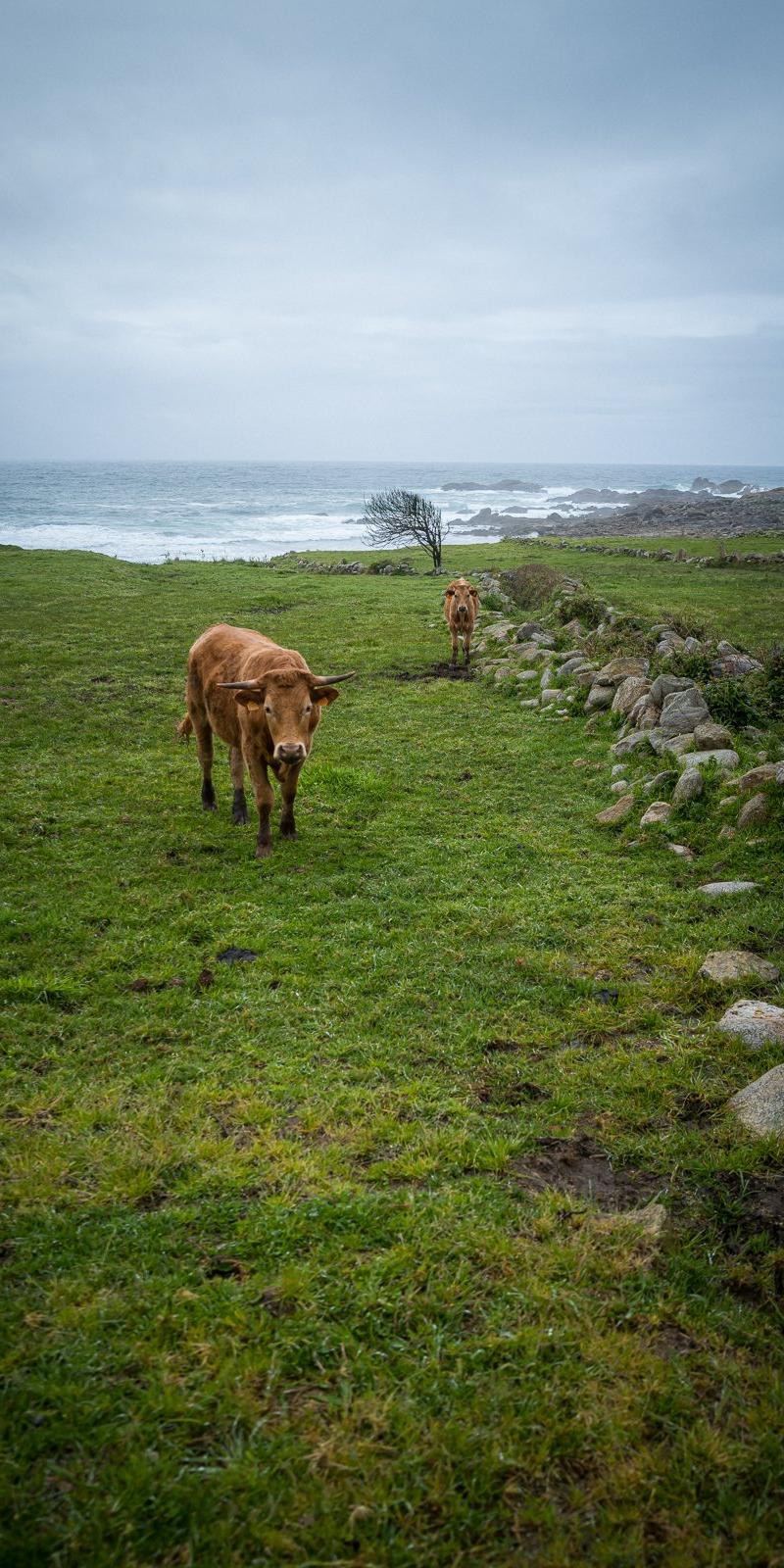 Camino Portuguese (Coastal)