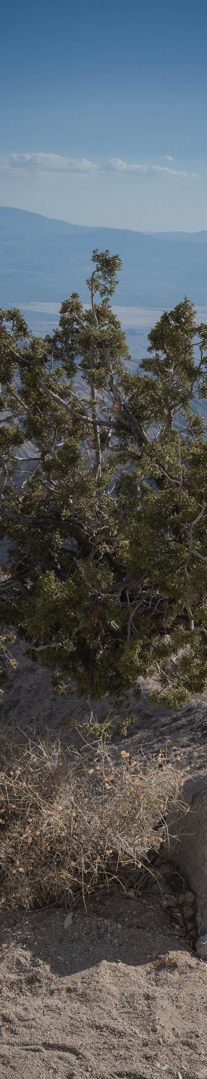 Joshua Tree