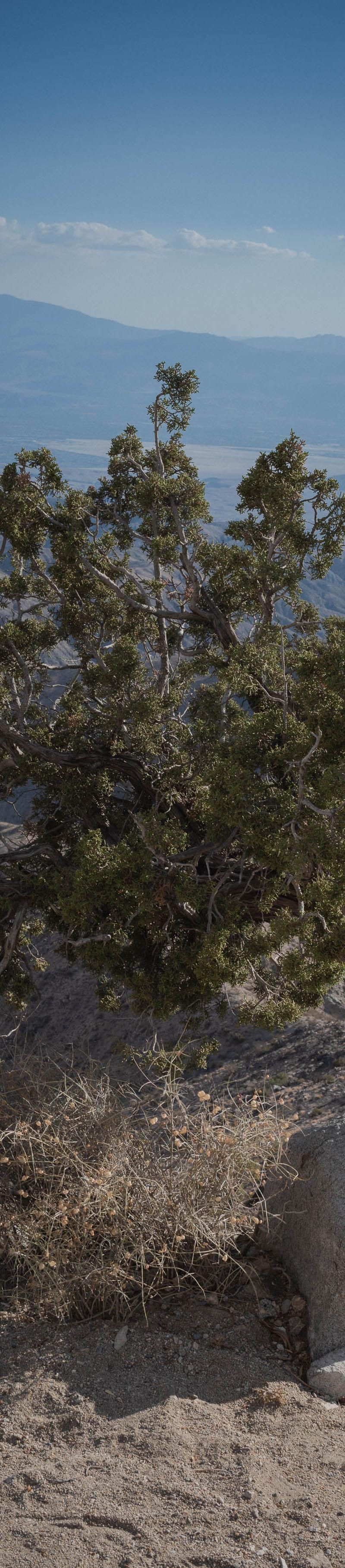 Joshua Tree