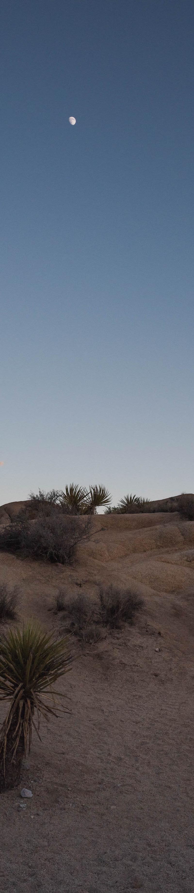 Joshua Tree