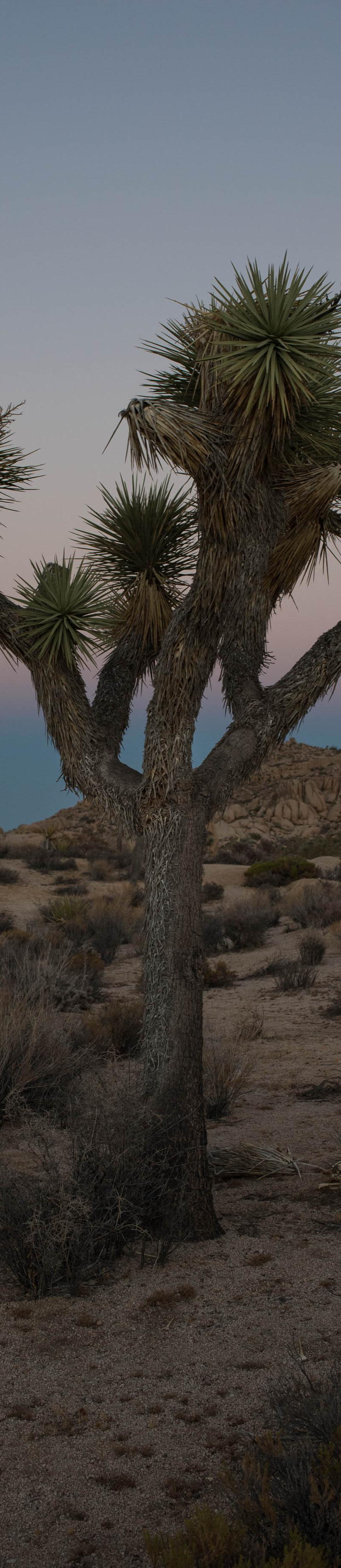 Joshua Tree