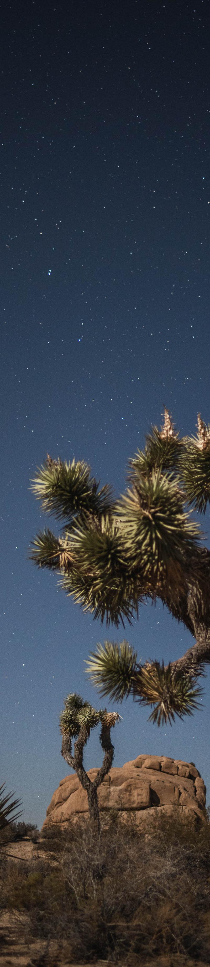Joshua Tree