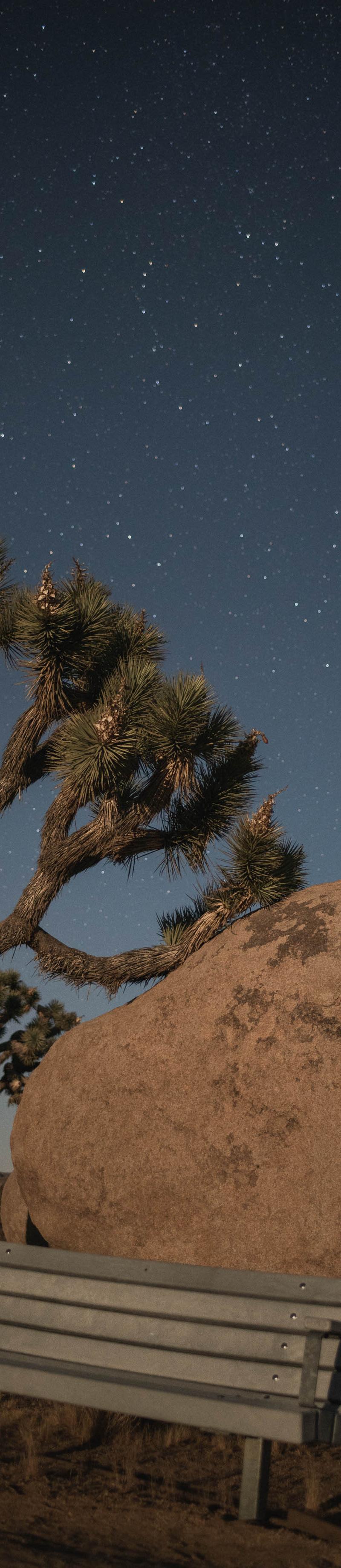 Joshua Tree