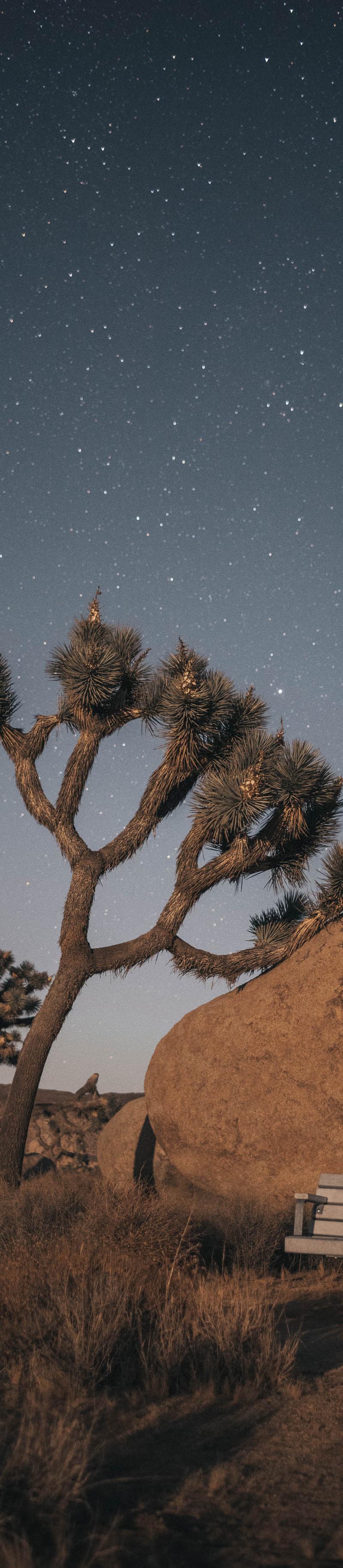 Joshua Tree