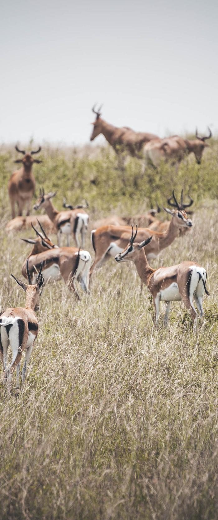 Kenya & Uganda