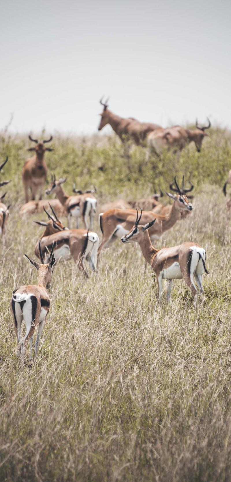 Kenya & Uganda