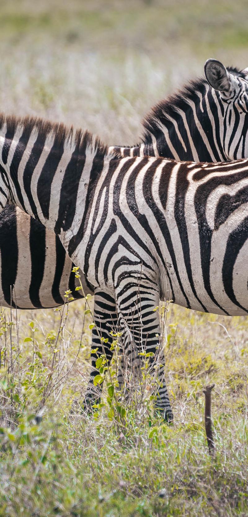 Kenya & Uganda