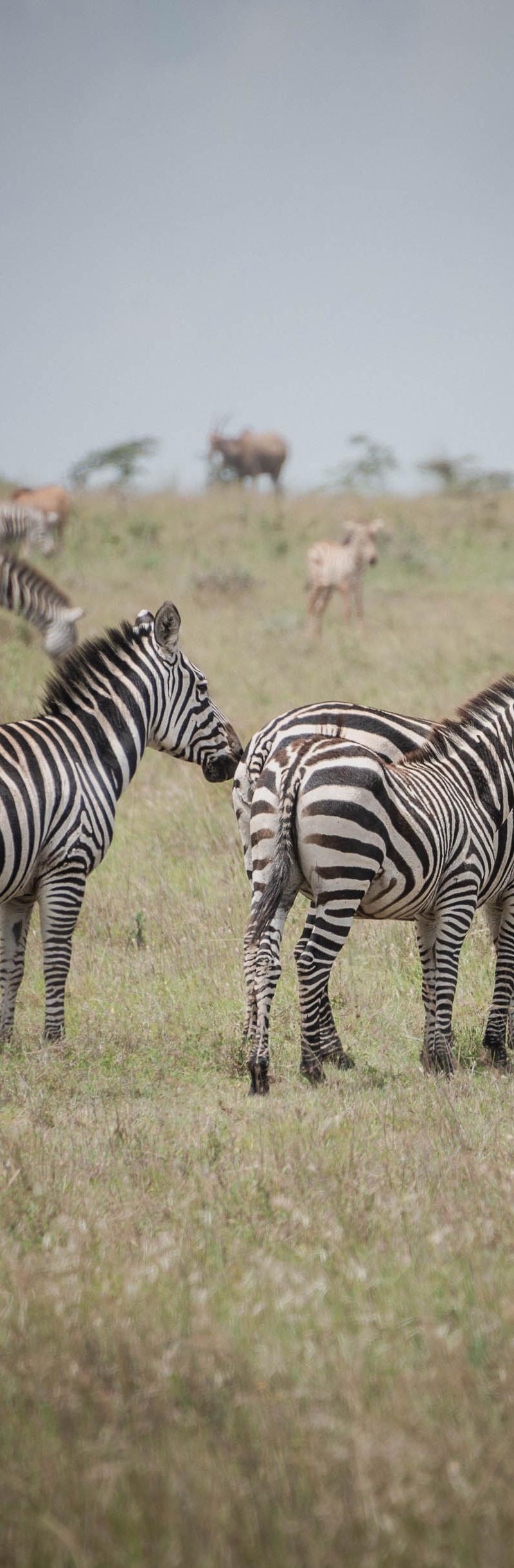 Kenya & Uganda