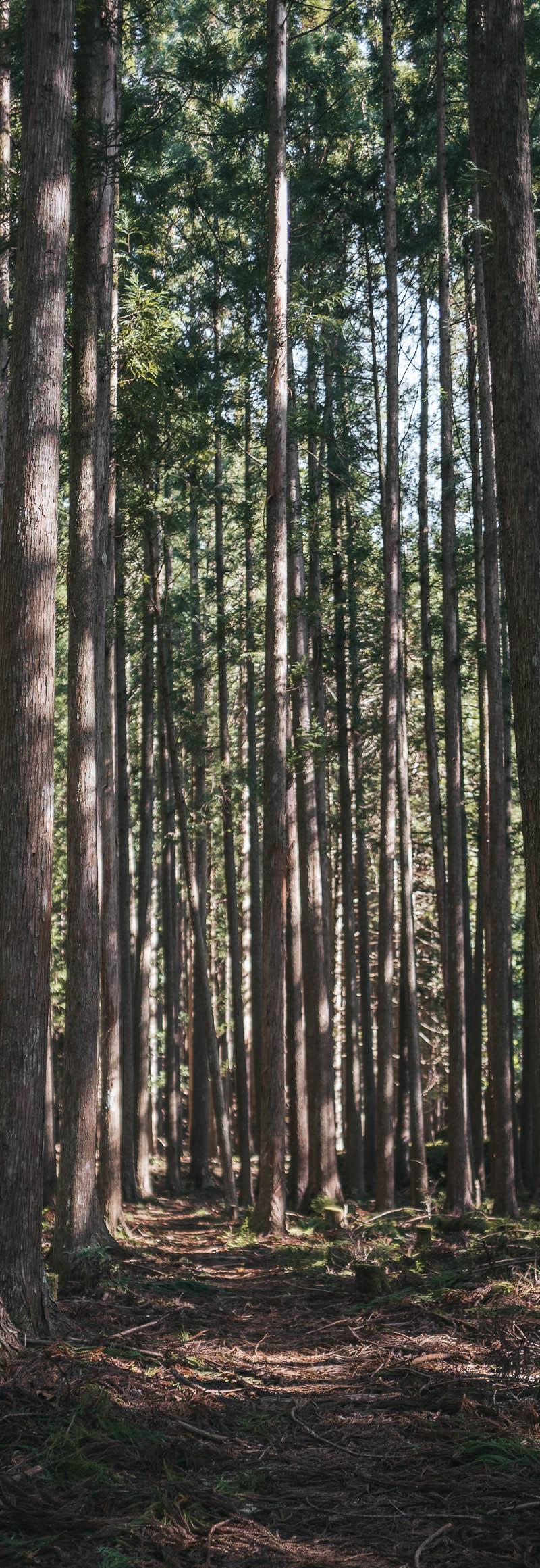 Kumano Kodo