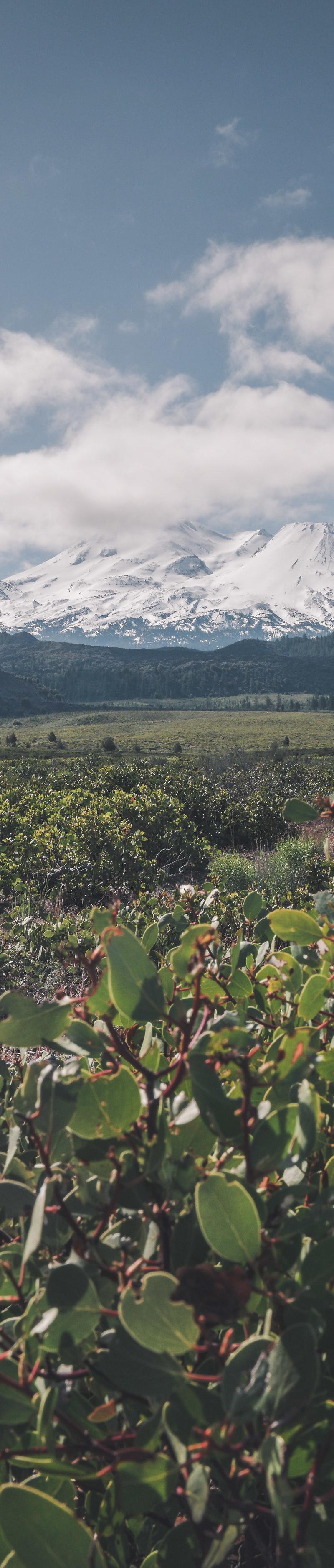 Shasta