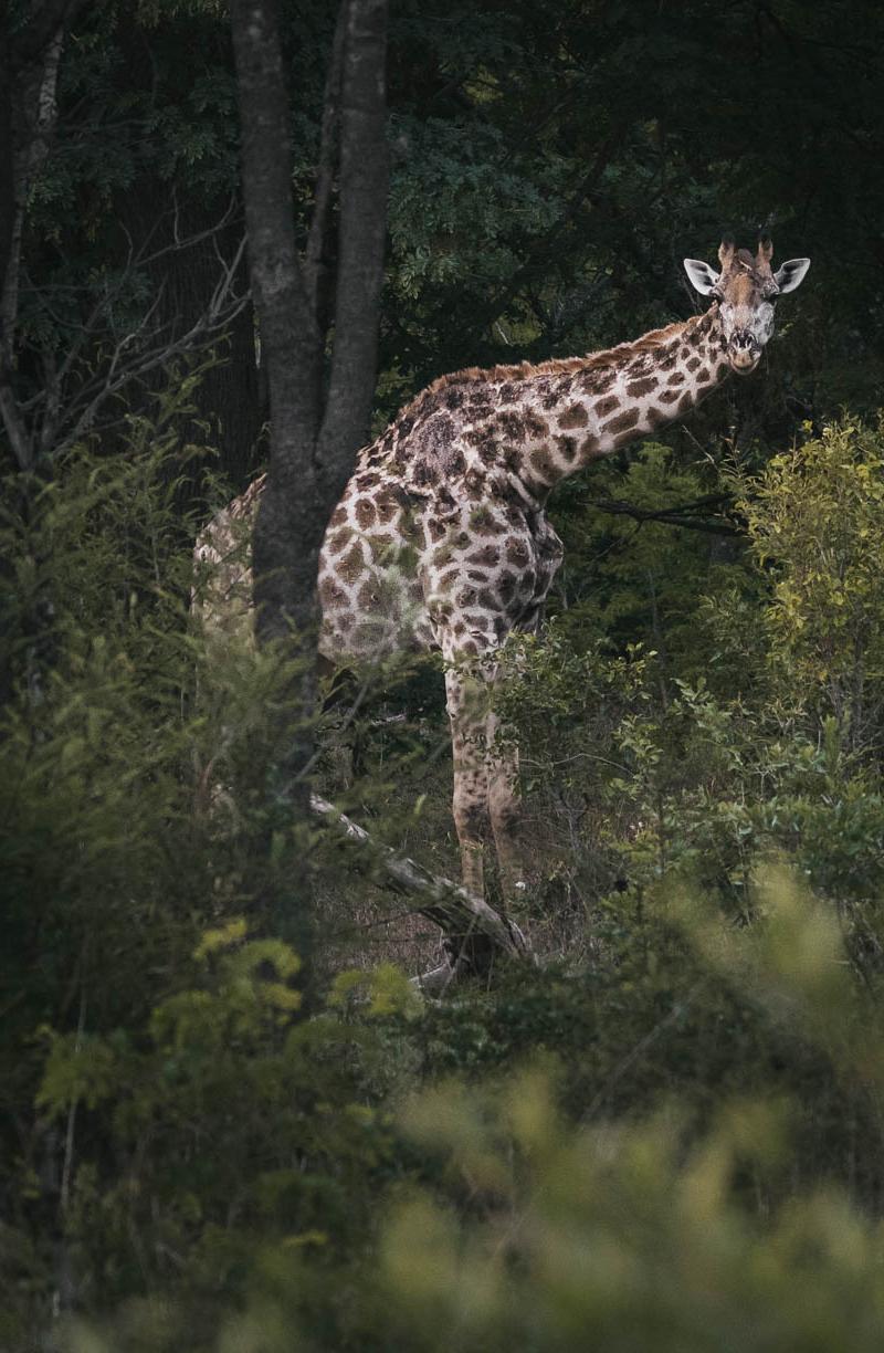 Southern Africa